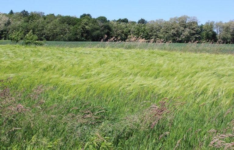 V Pomurju o vračanju Radenske, gradu in stotin hektarjev zemlje
